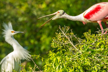 USA, Florida, Anastasia Island, Alligator Farm. Great egret and roseate spoonbill having a fight. 