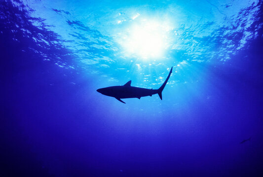 Thresher shark found in open deepwater in the Bahamas