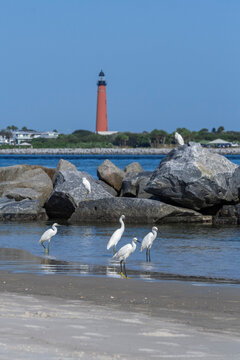 Snowy egrets on the jetty, New Smyrna Beach, Florida, view of Ponce de Leon Inlet Lighthouse