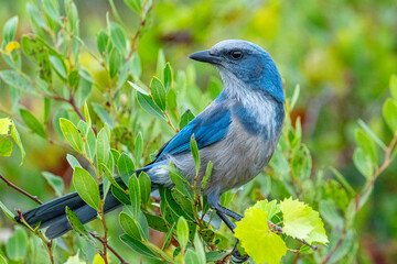 Florida scrub jay, Florida