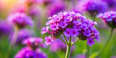 Obraz premium Vibrant Purple Verbena flower in a garden setting, purple, Verbena Hybrida, floral, garden, horticulture, blooming, plant