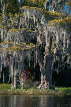 USA, Florida, Pond cyprus (Taxodium ascendens)and Spanish Moss (Tillandsia usneoides) in swamp