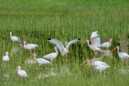 Ibis wading