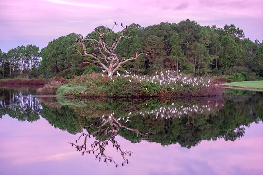 Bird rookery, Port Orange, Florida