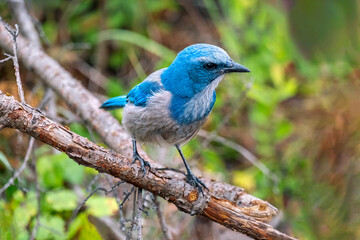 Florida scrub jay, Florida