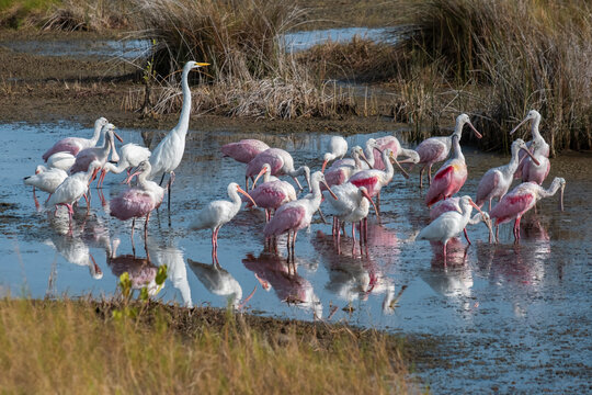 Wading birds in marsh, Merritt Island National Wildlife Refuge, Florida