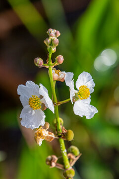 Grassy arrowroot in flower.