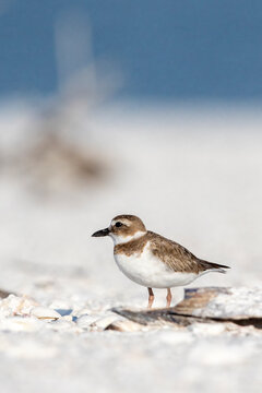 A semi-palmated plover loafing on a beach in south Florida.