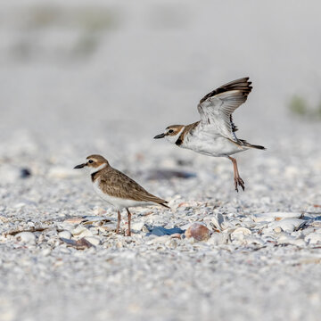 A semi-palmated plover loafing on a beach in south Florida.