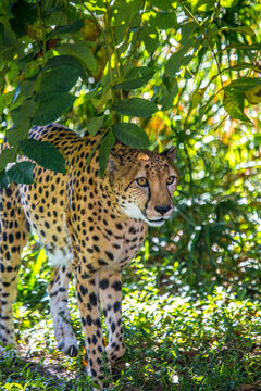 African cheetah.