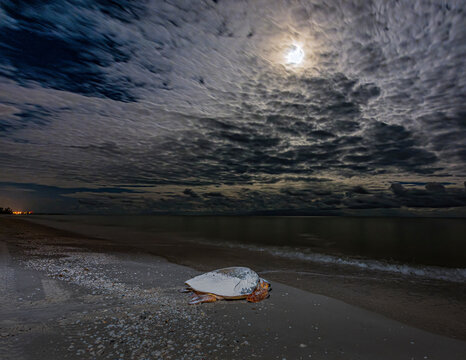 During a full moon, a loggerhead sea turtle makes for the Florida Gulf waters after laying her eggs.