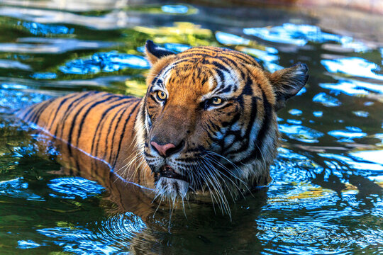 A male Malayan tiger stares up from a pool of water.