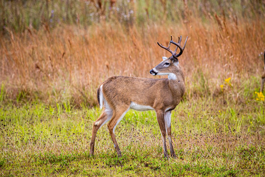 Male white-tailed deer in southwest Florida.