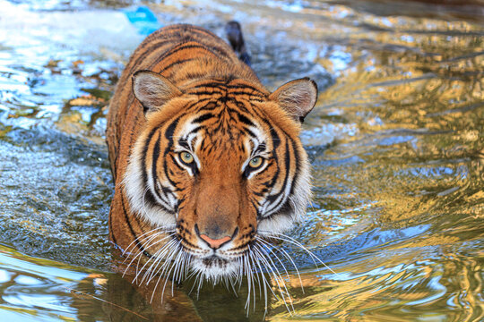 A threatening Malayan tiger.
