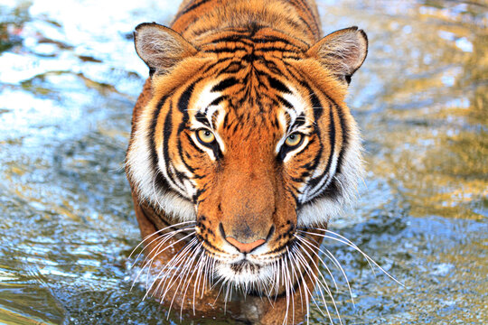 A threatening Malayan tiger.