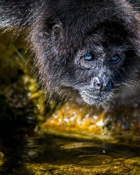 Spider monkey with deep blue eyes.