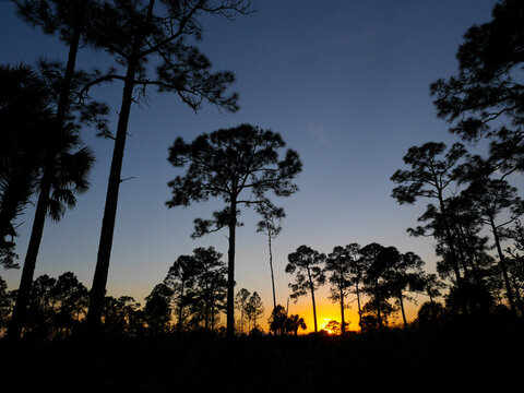 Pine trees at sunset in J.W. Corbett Wildlife Management Area near West Palm Beach, Florida