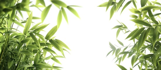 Fototapeta premium Bamboo Leaves Against White Background