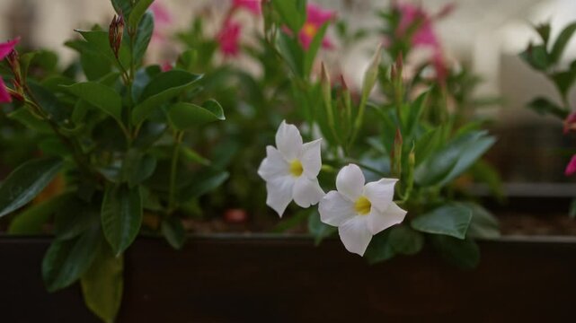 Beautiful white flowers of mandevilla sanderi in an outdoor garden in puglia, southern italy, with pink flowers and green leaves in the background.