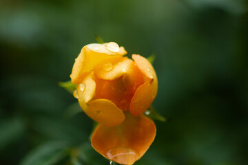 Roses have 5 sepals, with a number of petals ranging from 5-60. They have a light fragrance, not as intensely fragrant as other flowers, and have different colors according to the species, with the ro