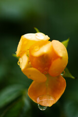 Roses have 5 sepals, with a number of petals ranging from 5-60. They have a light fragrance, not as intensely fragrant as other flowers, and have different colors according to the species, with the ro