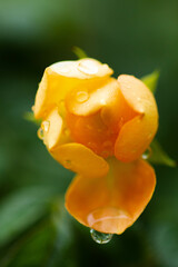 Roses have 5 sepals, with a number of petals ranging from 5-60. They have a light fragrance, not as intensely fragrant as other flowers, and have different colors according to the species, with the ro