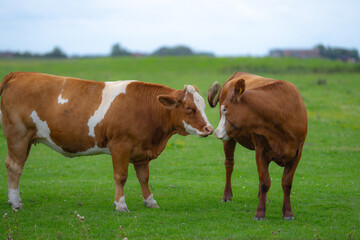 Brown grazing cow. Hereford cows at summer green field. Grazing cow at a green pasture. Summer countryside landscape and pasture for cows. Cow herd in the countryside. Cows on farmland. Milk farm.