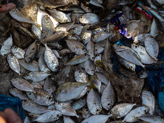 sea ​​fish caught by fishermen with nets full of plastic waste, the sea is polluted by waste