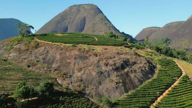 Aerial drone footage over a conilon coffee plantation with rocky mountains in background in the rural area of Aguia Branca, Espirito Santo, Brazil.