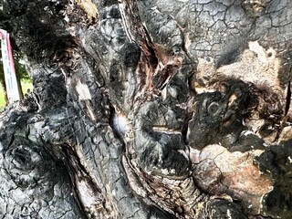 charred wood after a fire