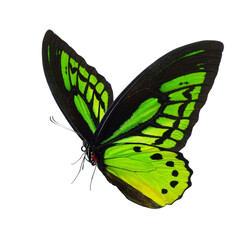 Beautiful butterfly isolated on a white background.