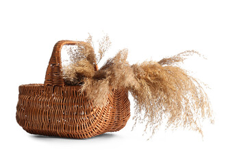 Wicker basket with dry common reeds on white background