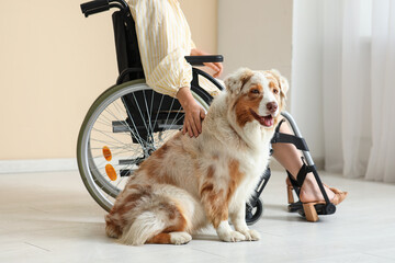 Service dog and young woman in wheelchair indoors