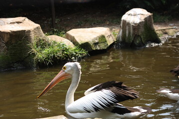 riverside pelican