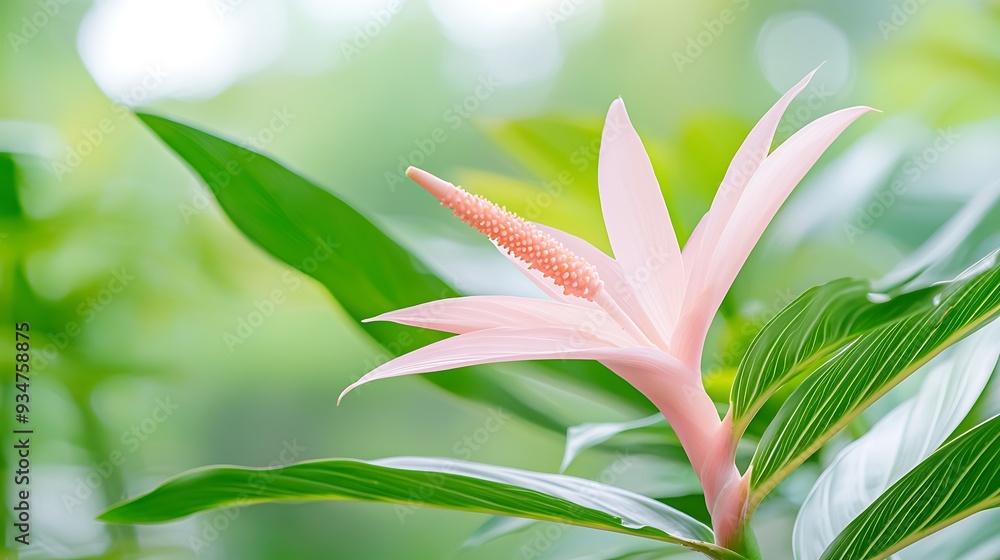 Sticker Pink Flower with Green Leaves in a Tropical Garden