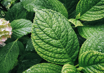 Large bright green leaves of a hydrangea bush with large rain drops. Natural background.