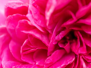 Shape and colors of roses that bloom in the garden