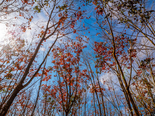 Red leaves of Para rubber trees Plantation forest in the deciduous season