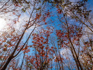 Red leaves of Para rubber trees Plantation forest in the deciduous season