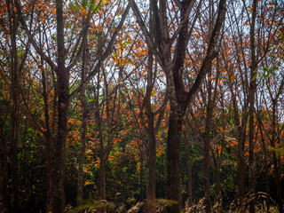 Naklejka premium Red leaves of Para rubber trees Plantation forest in the deciduous season