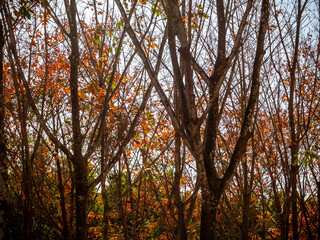 Red leaves of Para rubber trees Plantation forest in the deciduous season