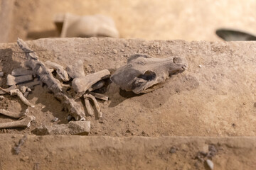 Fuhao Tomb at the Yinxu Site in Anyang
