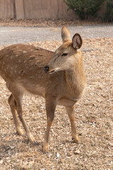 cute deer of Yinxu site