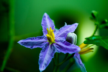 Blossoms in a bouquet of mirrors Around the branches or leaf axils, the flowers have 5 - 10 flowers, pale purple in color. The calyx is joined together, the tip is divided into 5 pointed lobes. The pe