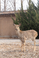 Cute deer at the Yinxu Royal Tombs site