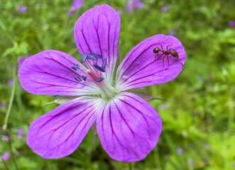 marsh geranium close up purple flower