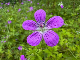 Obraz premium macro photo of marsh geranium in the park