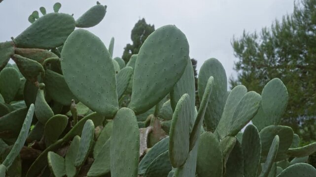 The prickly pear cactus, scientifically known as opuntia ficus-indica, thrives outdoors in the natural puglia landscape with its distinctive green pads and surrounding mediterranean foliage.
