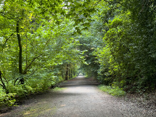 Fototapeta premium empty mystical road in the park