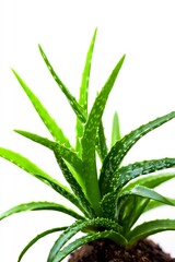 Aloe vera plant isolated on a white background. Generative AI